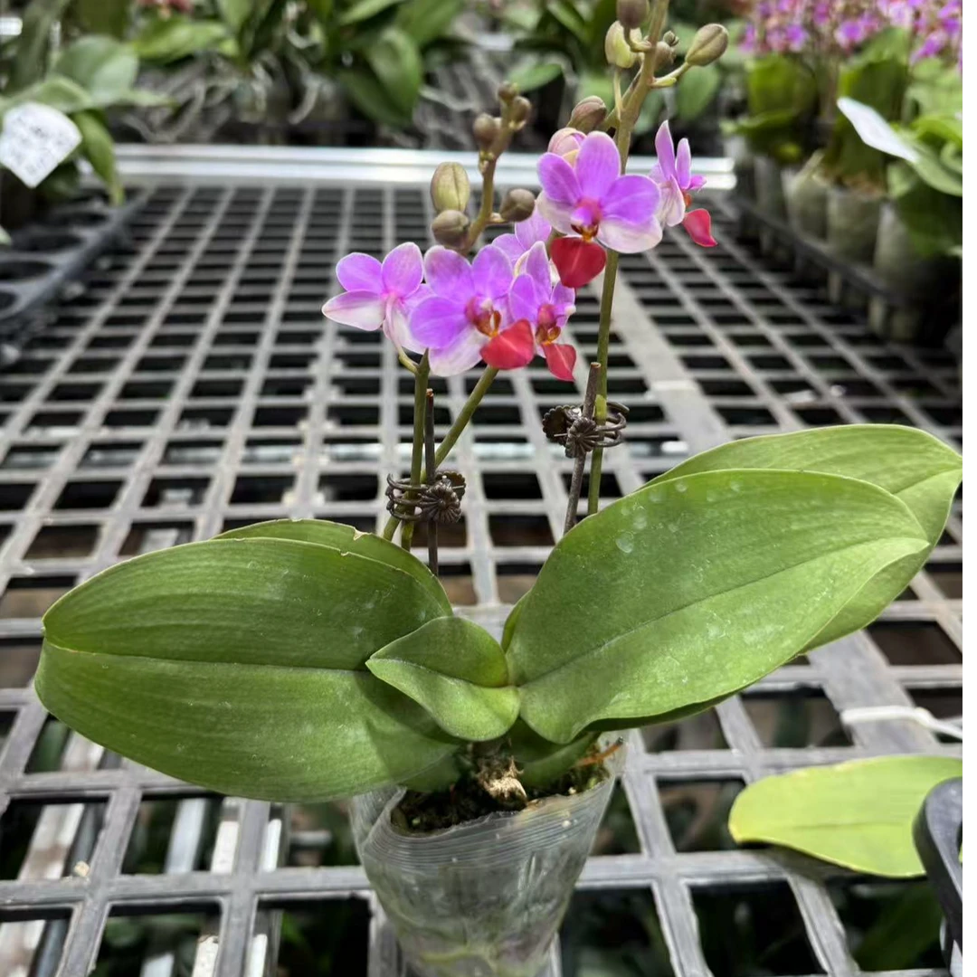 蝴蝶兰【贝瑞王子】刘氏天使鲜花昆明直发