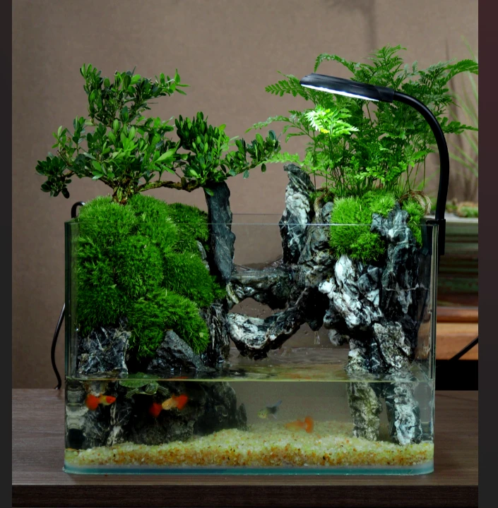 30长A老桩黄杨鱼龟桌面水陆小景观微生态鱼缸室内创意造景