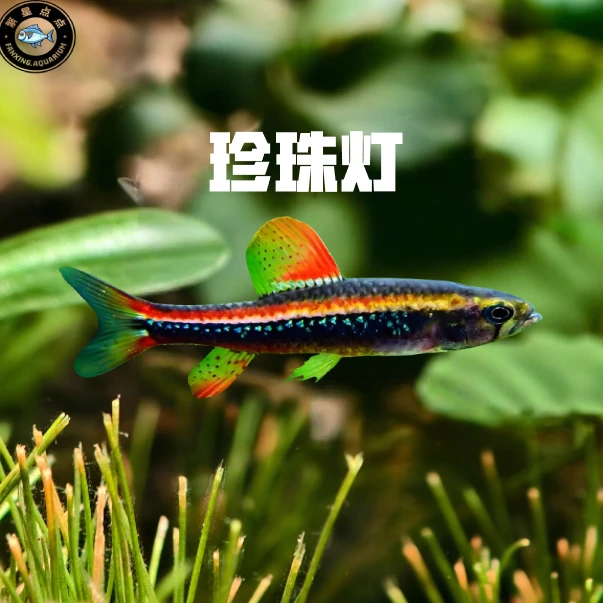 珍珠灯南美热带灯科鱼草缸南美缸包邮包损