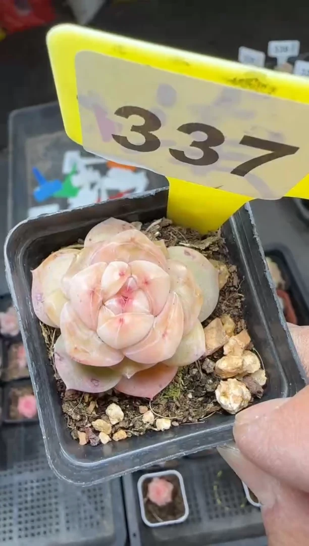 【闪购商品】一物一拍0214—337