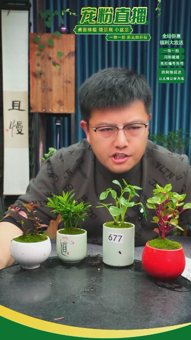 无花朵此**年苔藓微景观677号