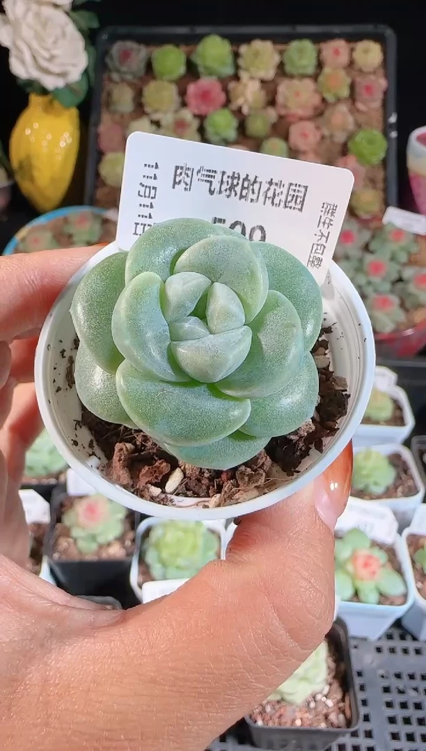 1111-599云璃（群生不包整）