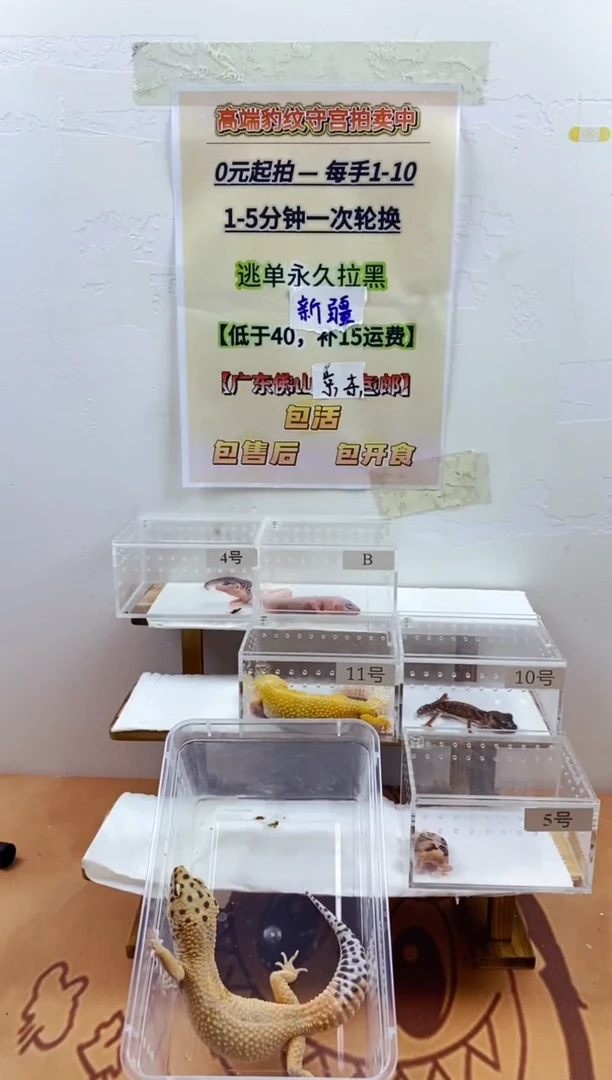豹纹守宫豹纹守宫幼苗亚成体成体肥尾