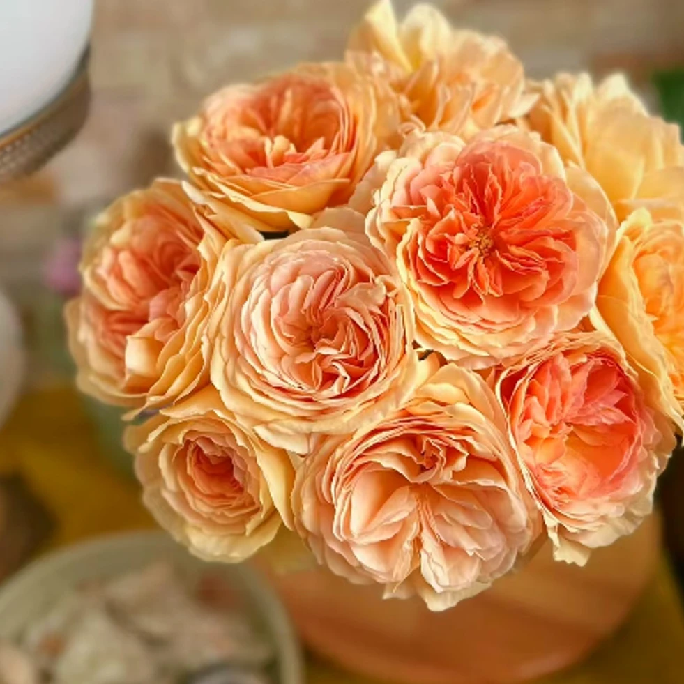 【一品花集】【月亮与花】稀有单头玫瑰 鲜切花