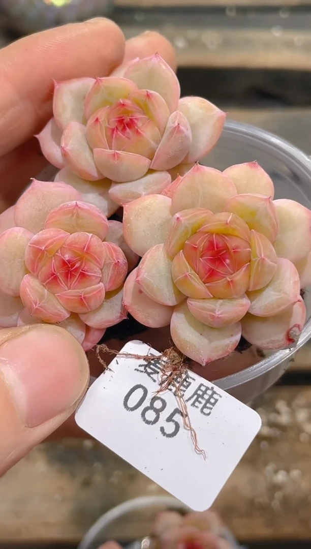 085鸳鸯霜        量拍3颗