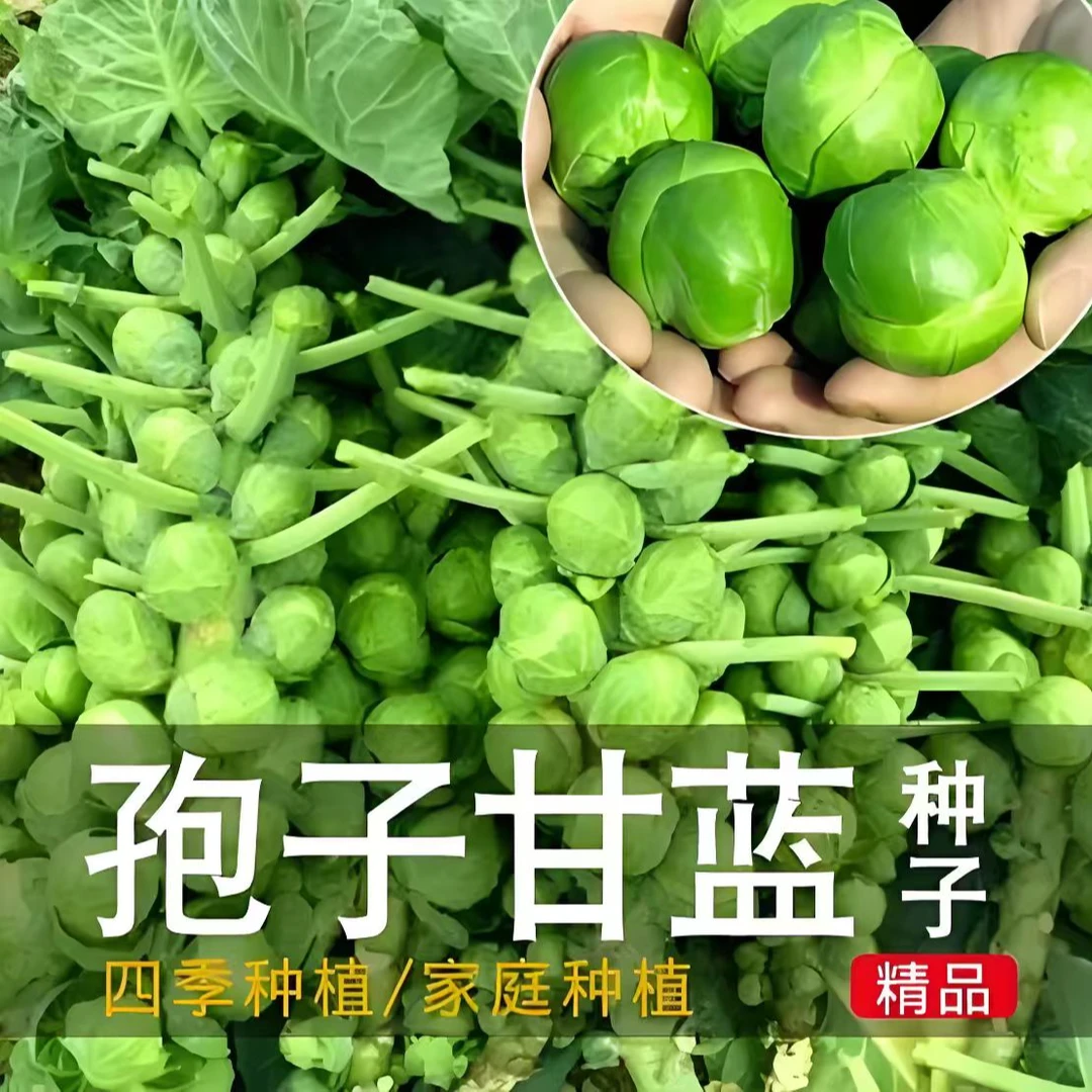 【孢子甘蓝种子】家庭阳台小院四季种植盆栽地栽易种易活