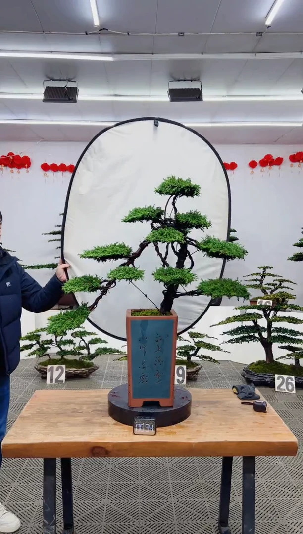 【闪购商品】盆景盆景