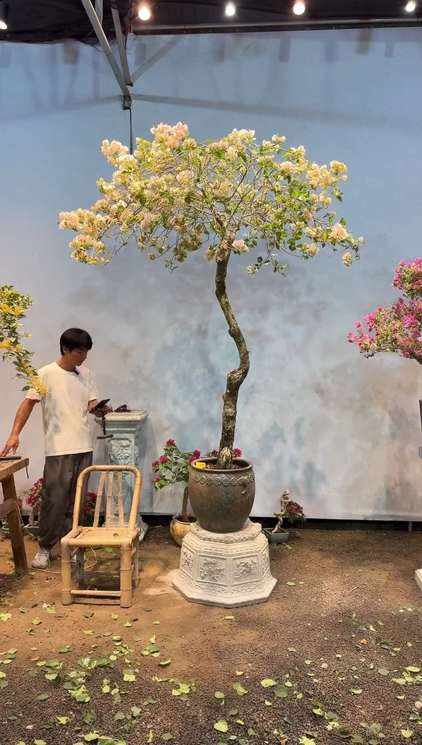 全部花朵熟*人三角梅20