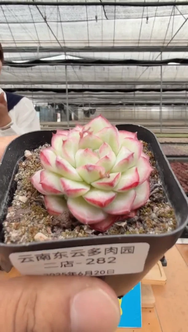 东云多肉园二店-282