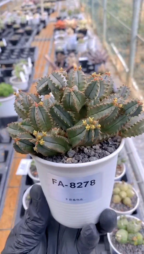 【闪购商品】蛇神玉FA-8278