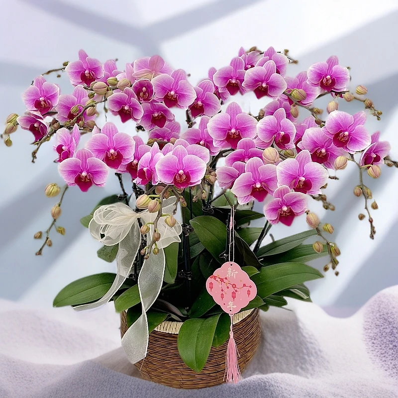 蝴蝶兰《粉红珍珠》桌面花花 好养耐养美观 广西南宁基地直发