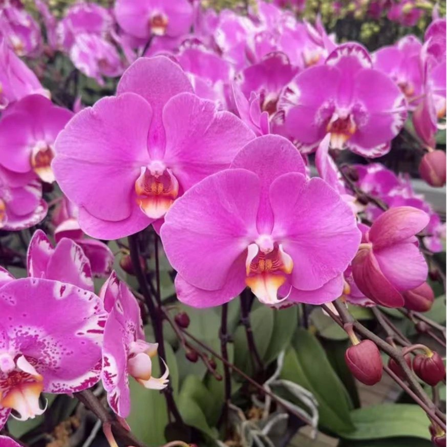 花悦里【粉宝图】 粉色大花开爆福利带花发货 广州花卉源头基地