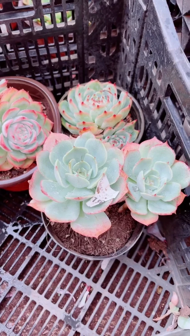 春*11156多肉植物一物一拍