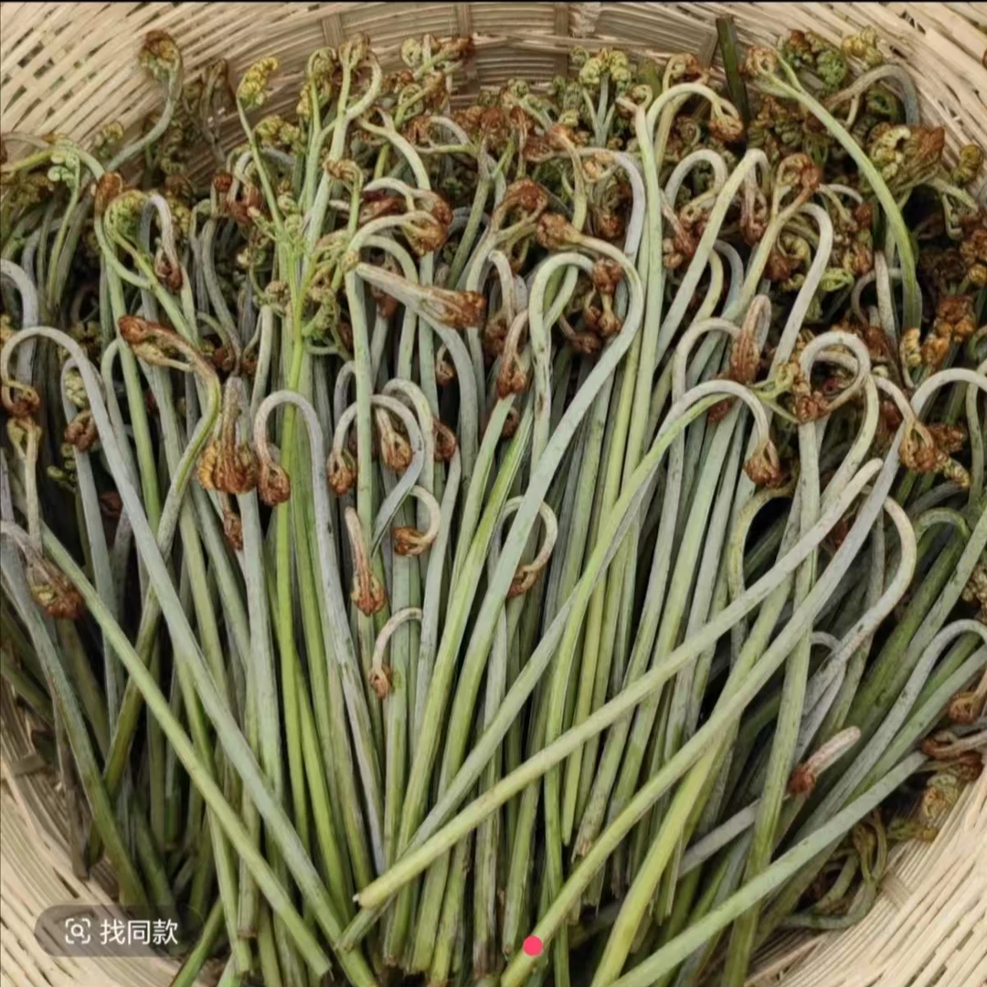 贵州三穗高山野菜现折新鲜甜蕨菜台