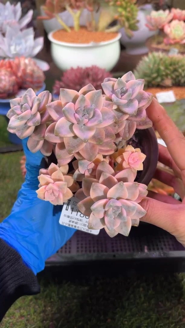 【闪购商品】11864