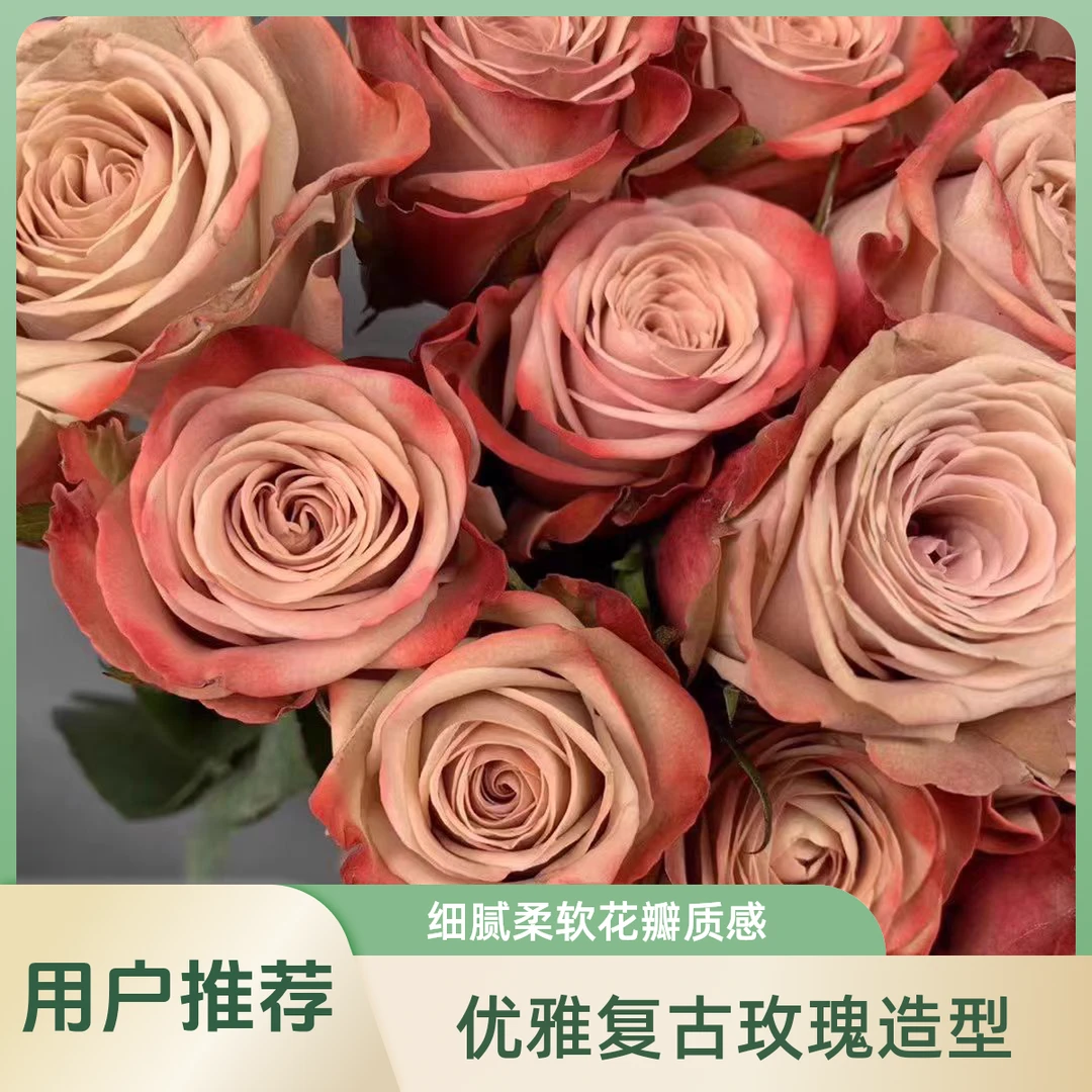 十支卡布奇诺单头玫瑰鲜花