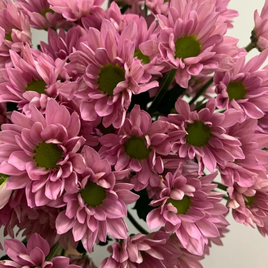 薰衣草小雏菊一把    云南基地 鲜花直发    家养水养