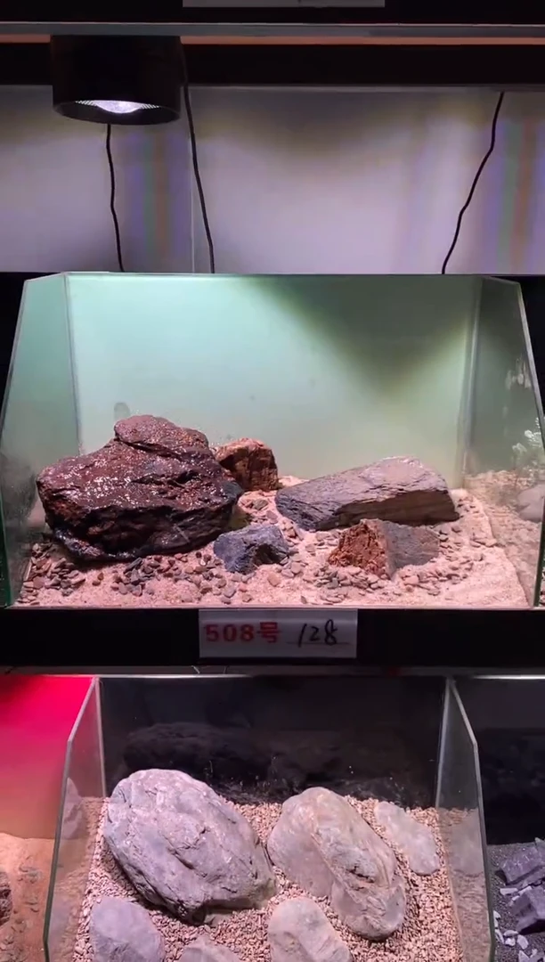 508号鱼缸造景（不含底砂）