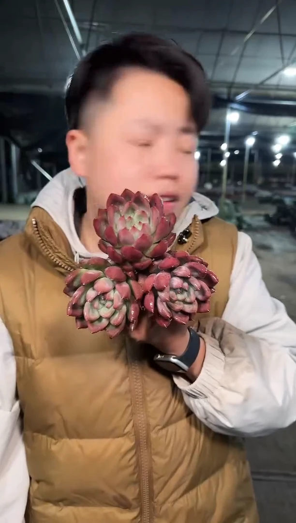 婚戒3颗4.99