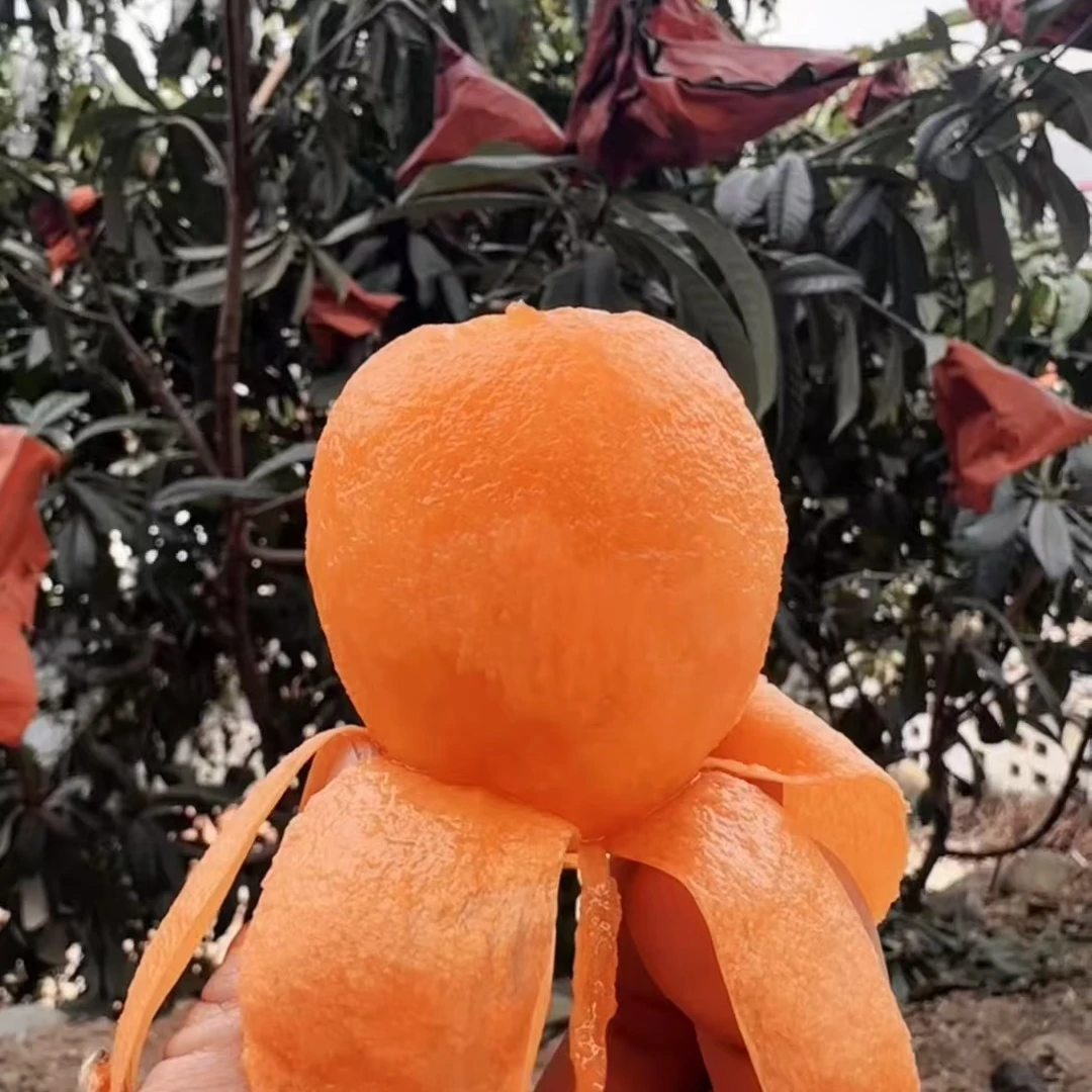 （自然成熟）四川枇杷露天自然成熟枇杷高山种植应季水果琵琶