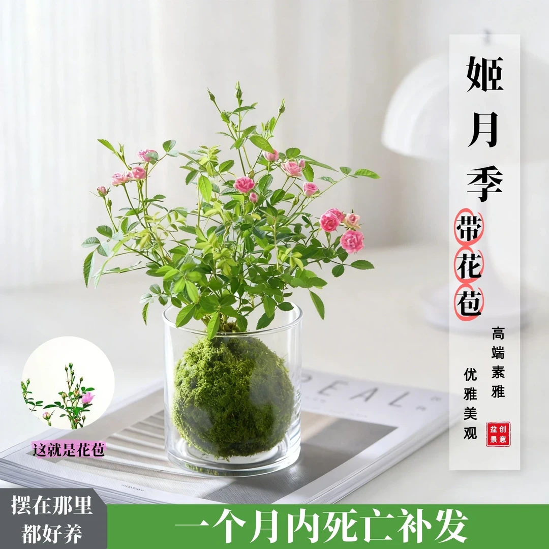 【带玻璃杯】四季开花  迷你超微型月季玫瑰姬月季苔藓球桌面绿花卉