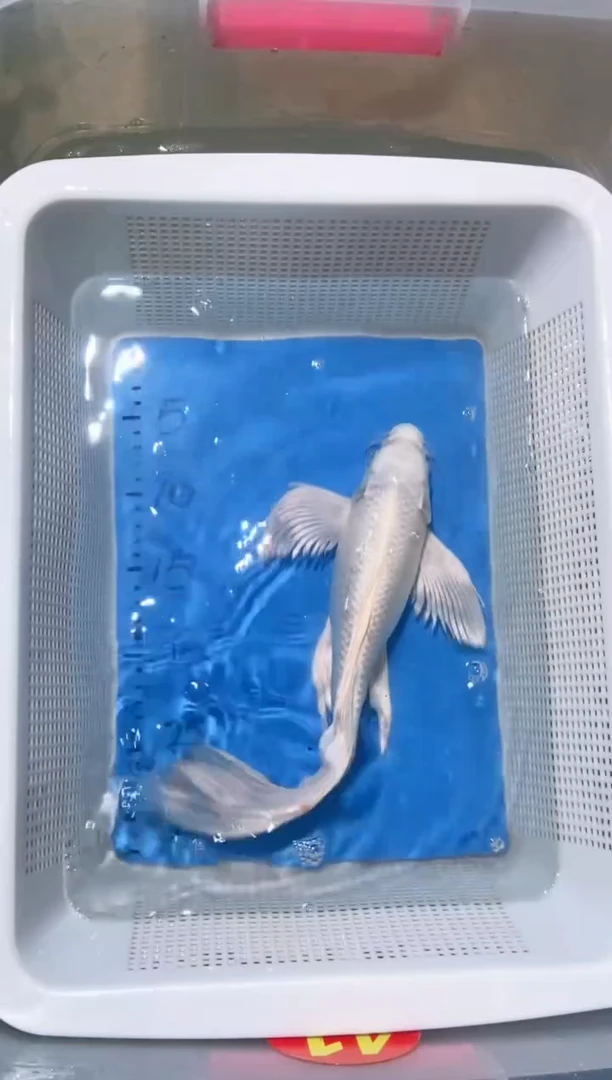 锦鲤锦鲤蝴蝶鲤鱼拍开箱视频包售后