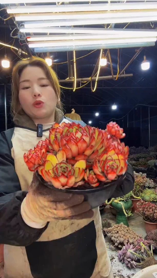 【闪购商品】宝利安娜脱土包邮