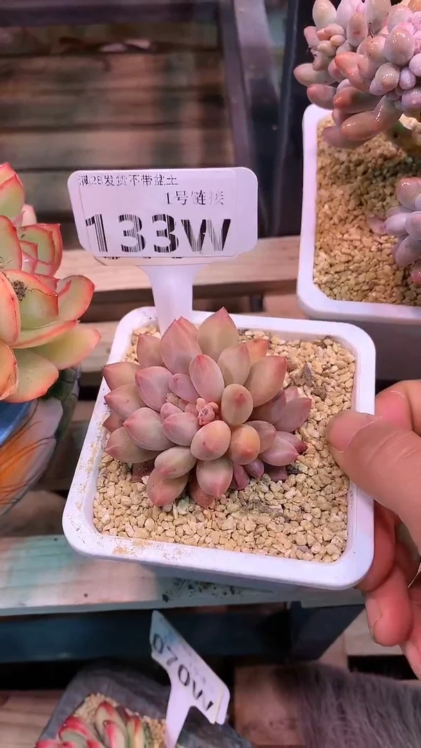 【闪购商品】133WWW