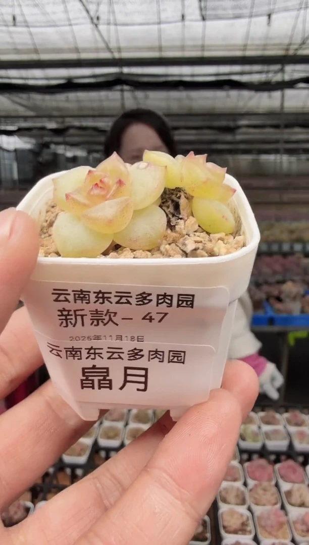 东云多肉园新款-47