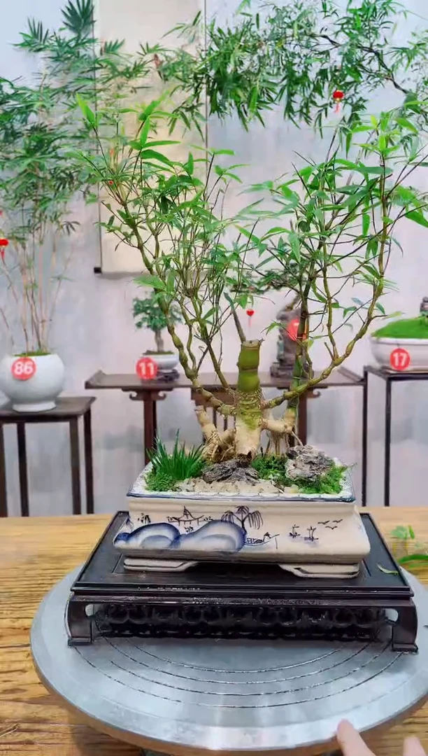 【闪购商品】竹子盆景竹子盆景