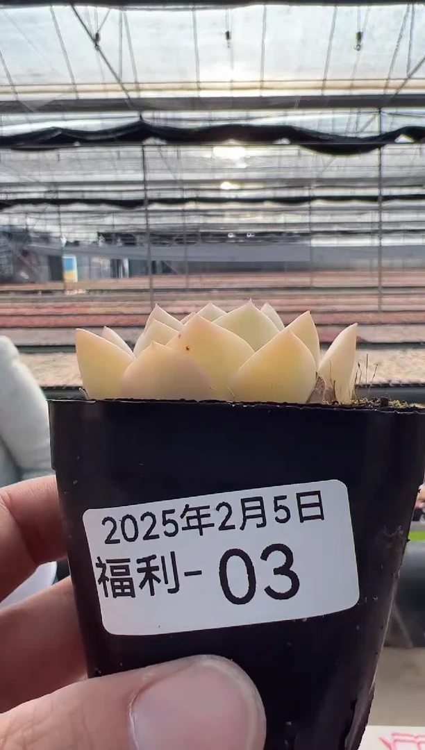 【闪购商品】福利款多肉-3