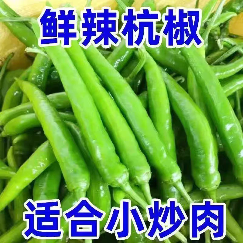 新鲜现摘杭椒白辣椒青椒尖椒泡椒虎皮辣椒中辣杭椒