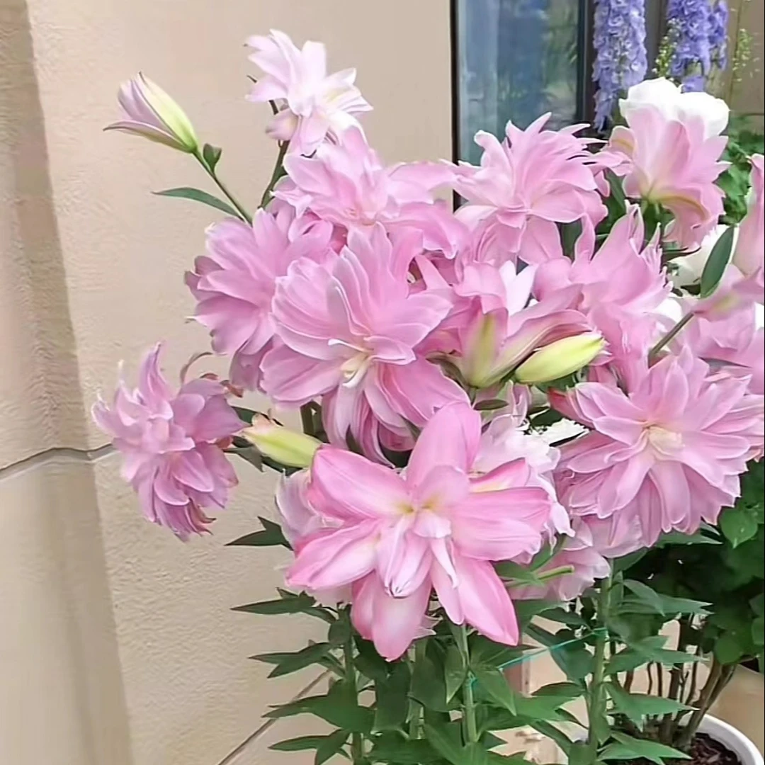 四季可种1颗【莲花微风】15/17庭院阳台重瓣香水百合种球