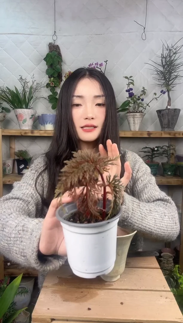 无花朵467二回羽裂秋海棠育苗盆