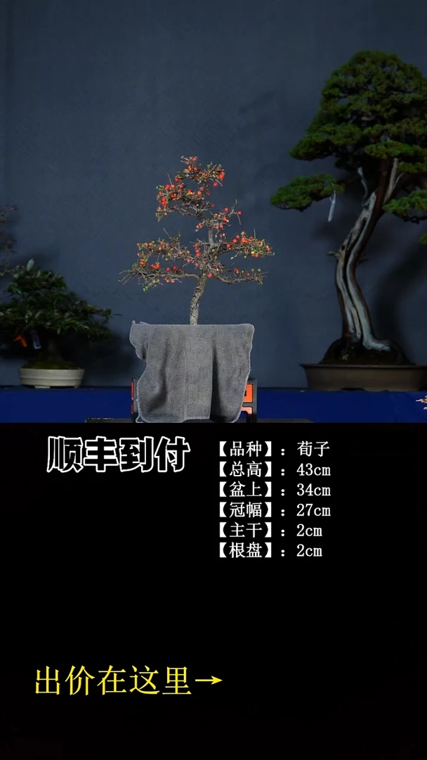 无花朵荀子 不包邮