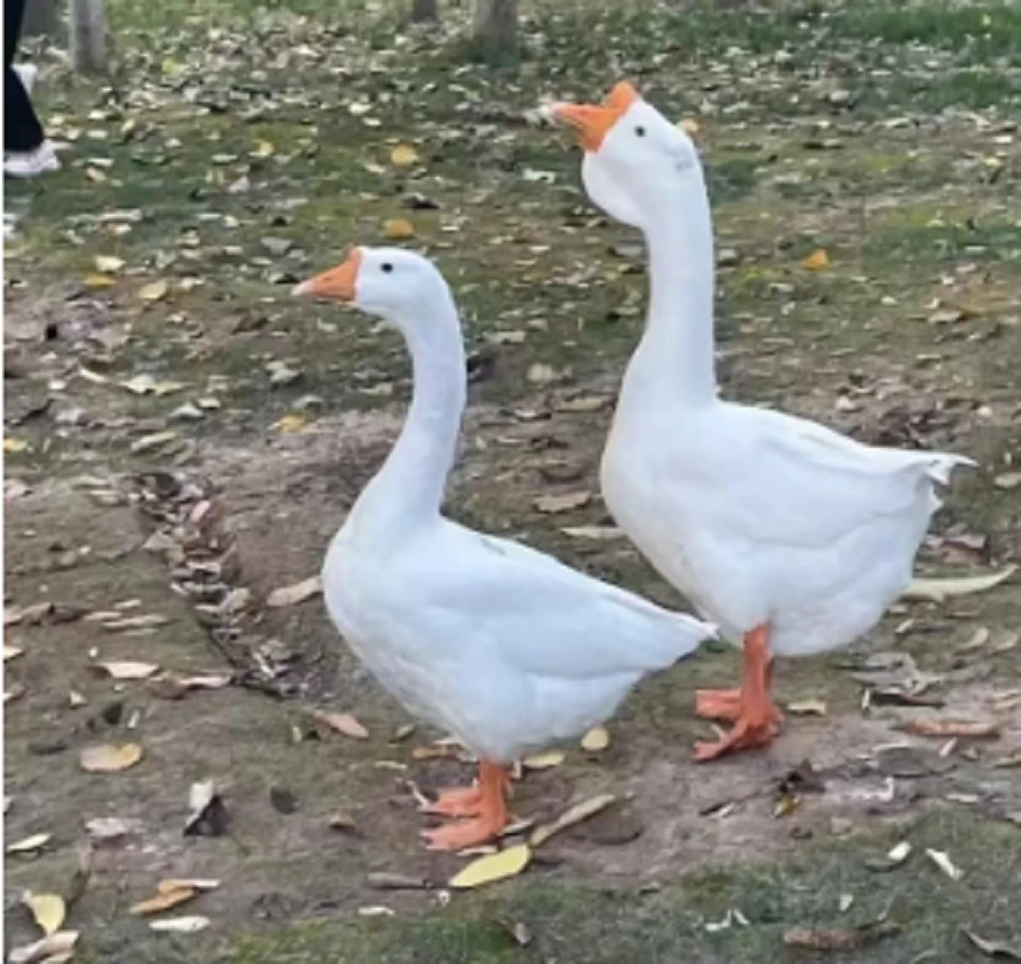 直播间现场称5斤至10斤大老鹅