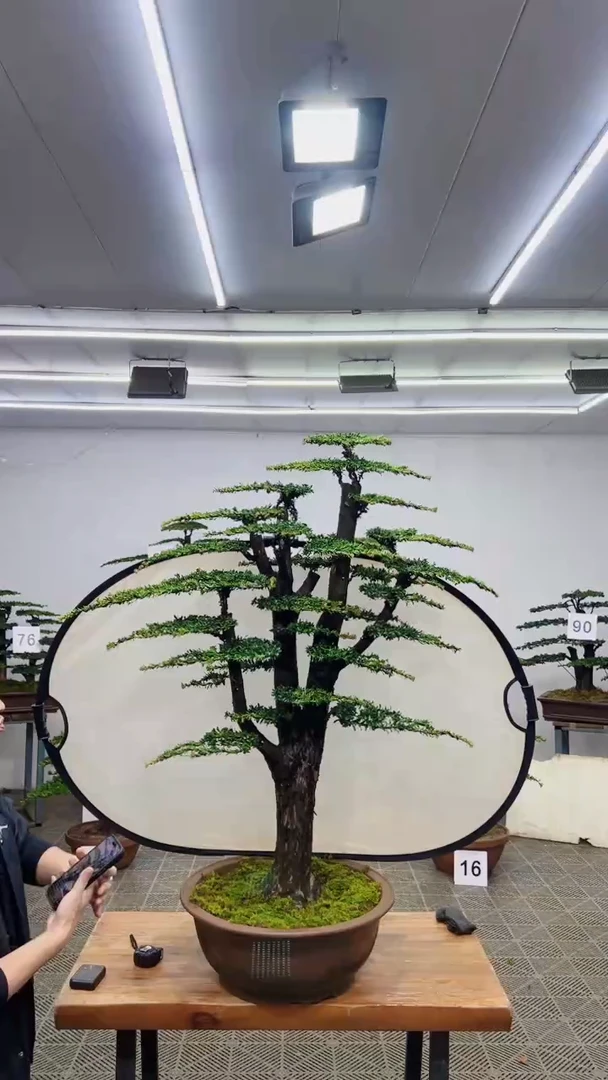 无花朵一物一拍一物一拍