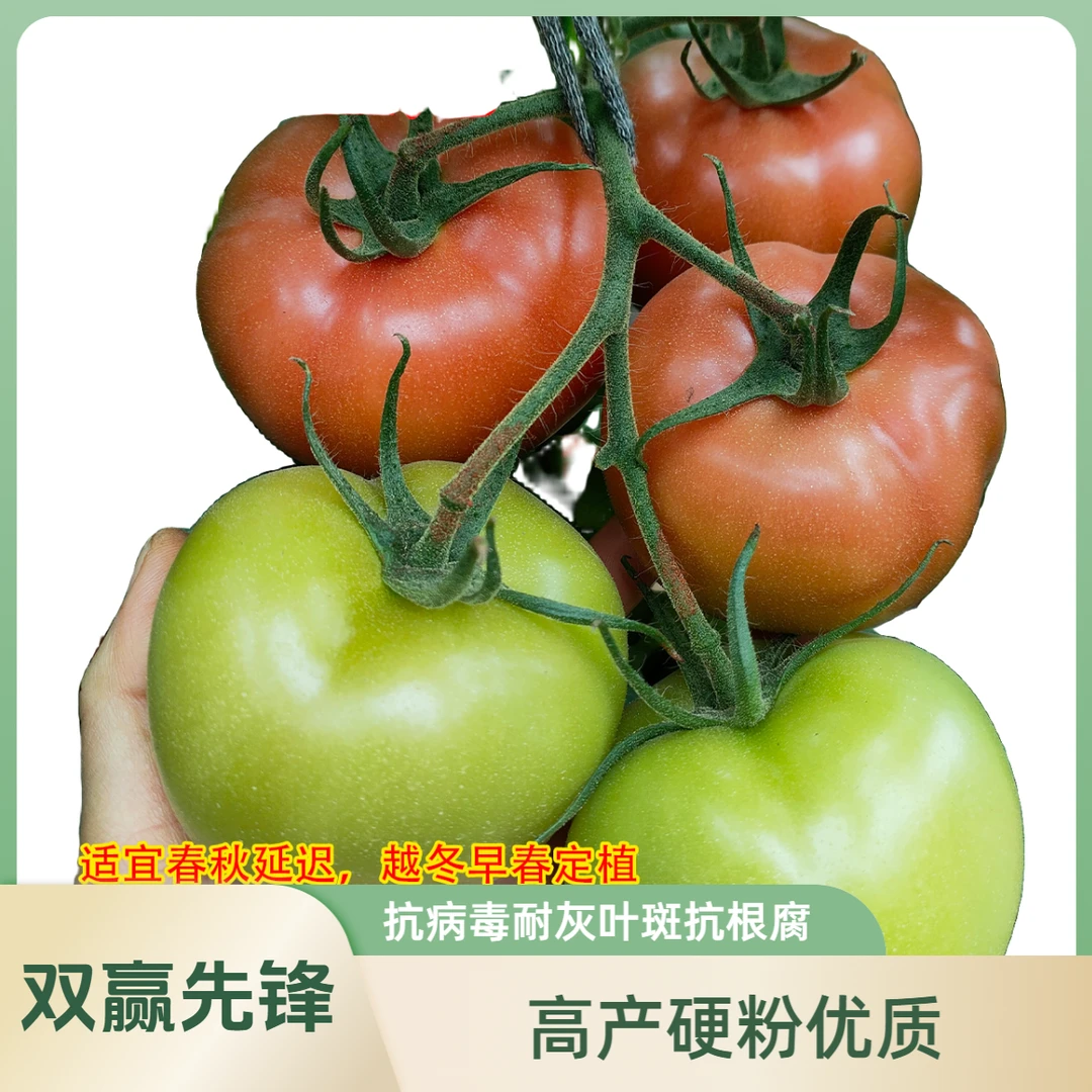 山东寿光硬粉大果双赢先锋抗病毒耐灰叶斑抗根腐优质苗子