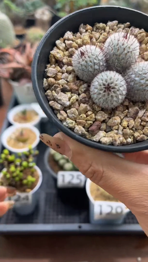 Z*小Z专拍直刺裴蕾群加白鞋子组合