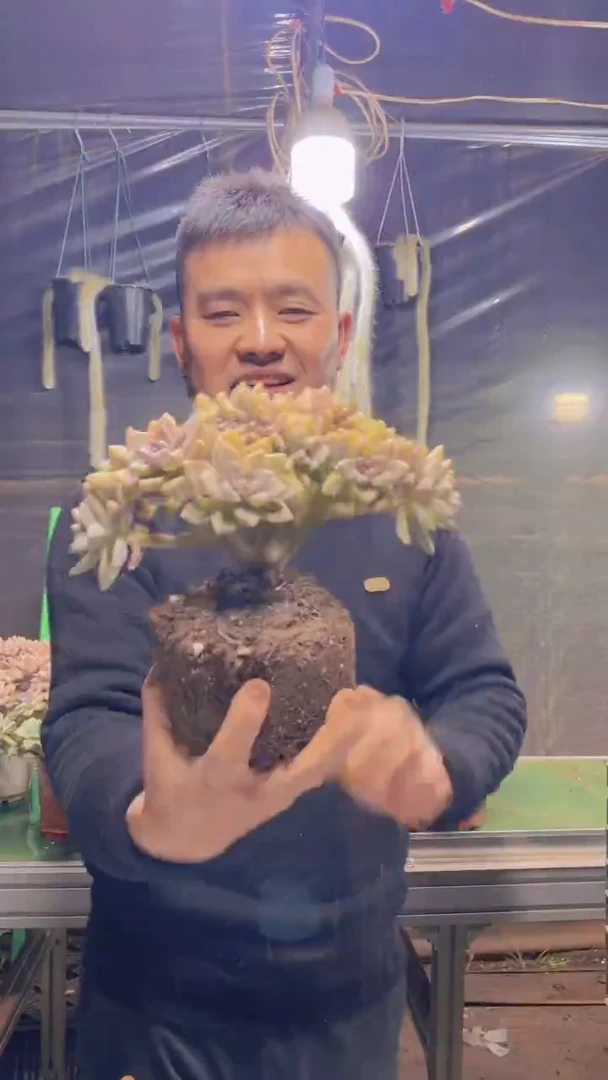 120淡雪缀化一物一拍