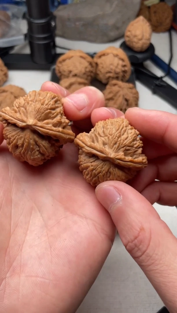 把件文玩核桃白狮子