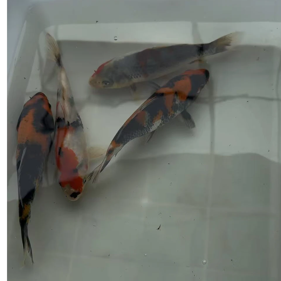 自家产精品昭和锦鲤拍链接中通包邮