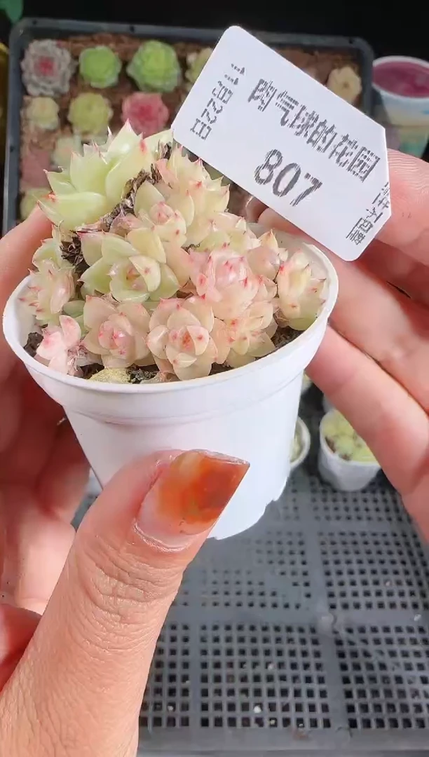 1122-807群生不包整