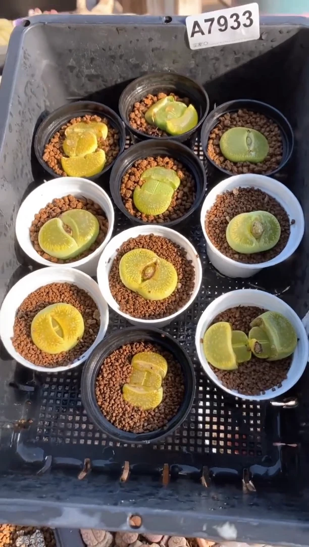 【闪购商品】7933直播一物一拍