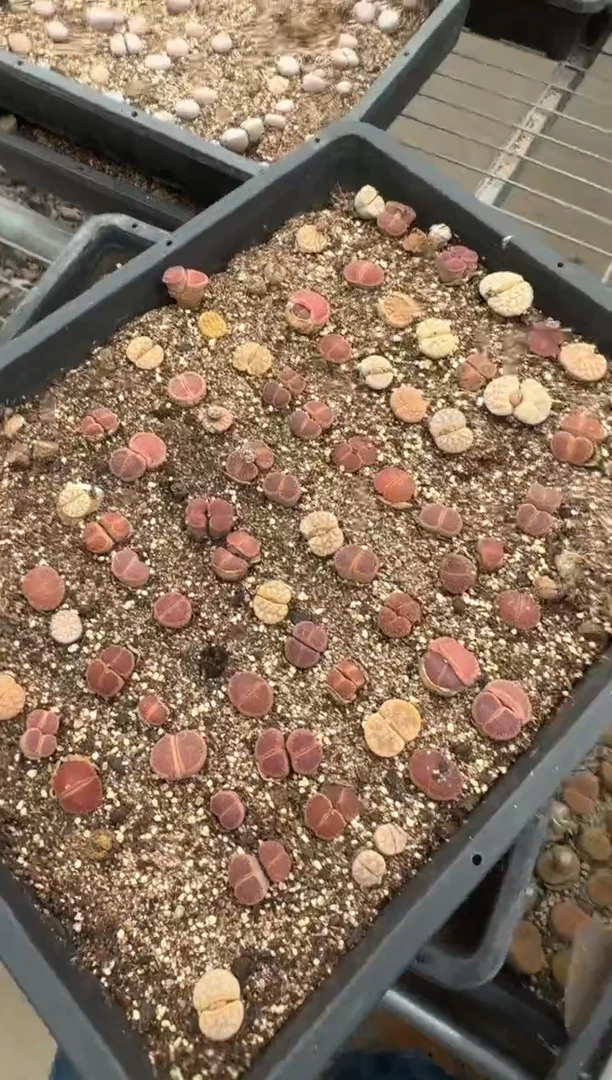 9-220多肉植物脱土发
