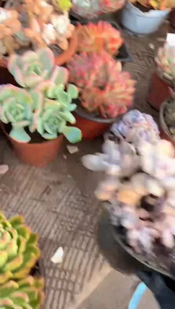 浅*多肉植物一物一拍22324