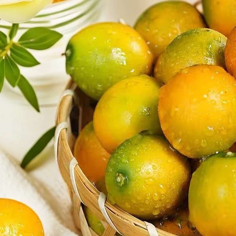 【脆皮金橘】正宗融安农家自种纯甜无籽当季水果新鲜现摘现发