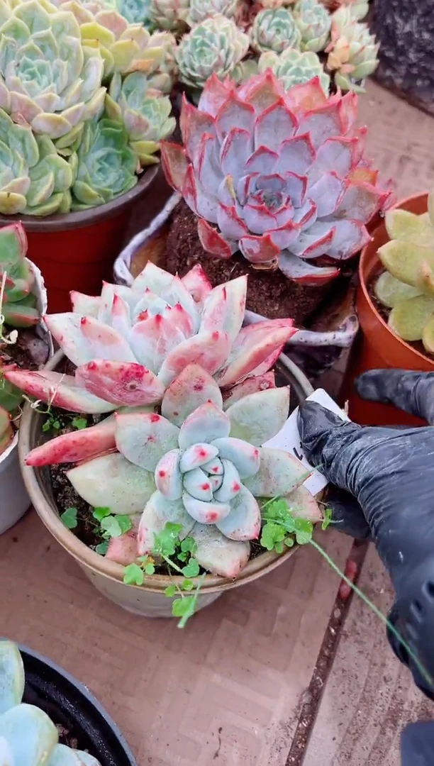 ?**?多肉植物一物一拍27141
