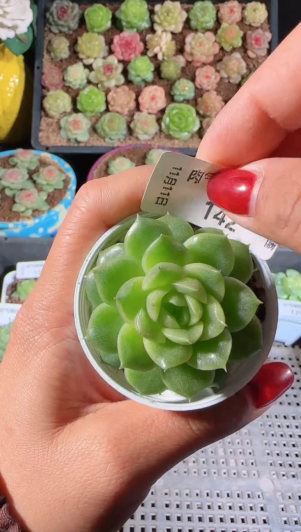 1111-142（xx34）群生不包整