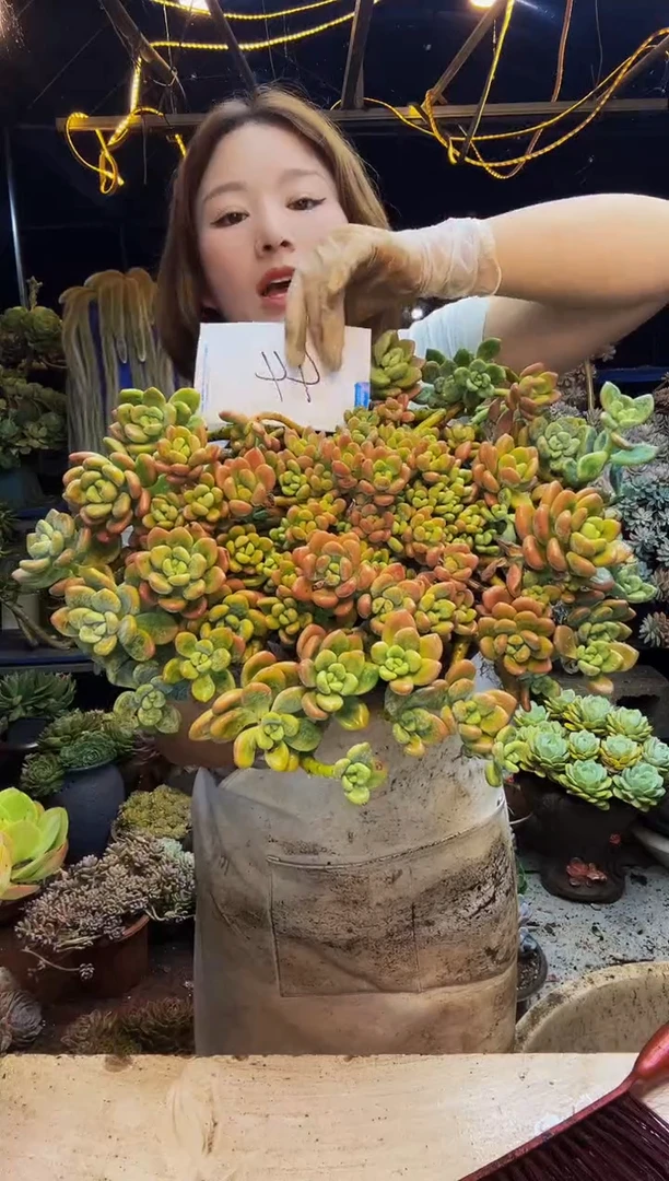 44号一物一拍脱土包邮